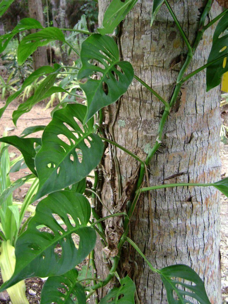 Cây Ráy ngót. Epipremnum pinnatum (L.) Engl - Cây Thuốc Nam Quanh Ta